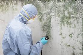 Newport East, RI Mold Removal Company